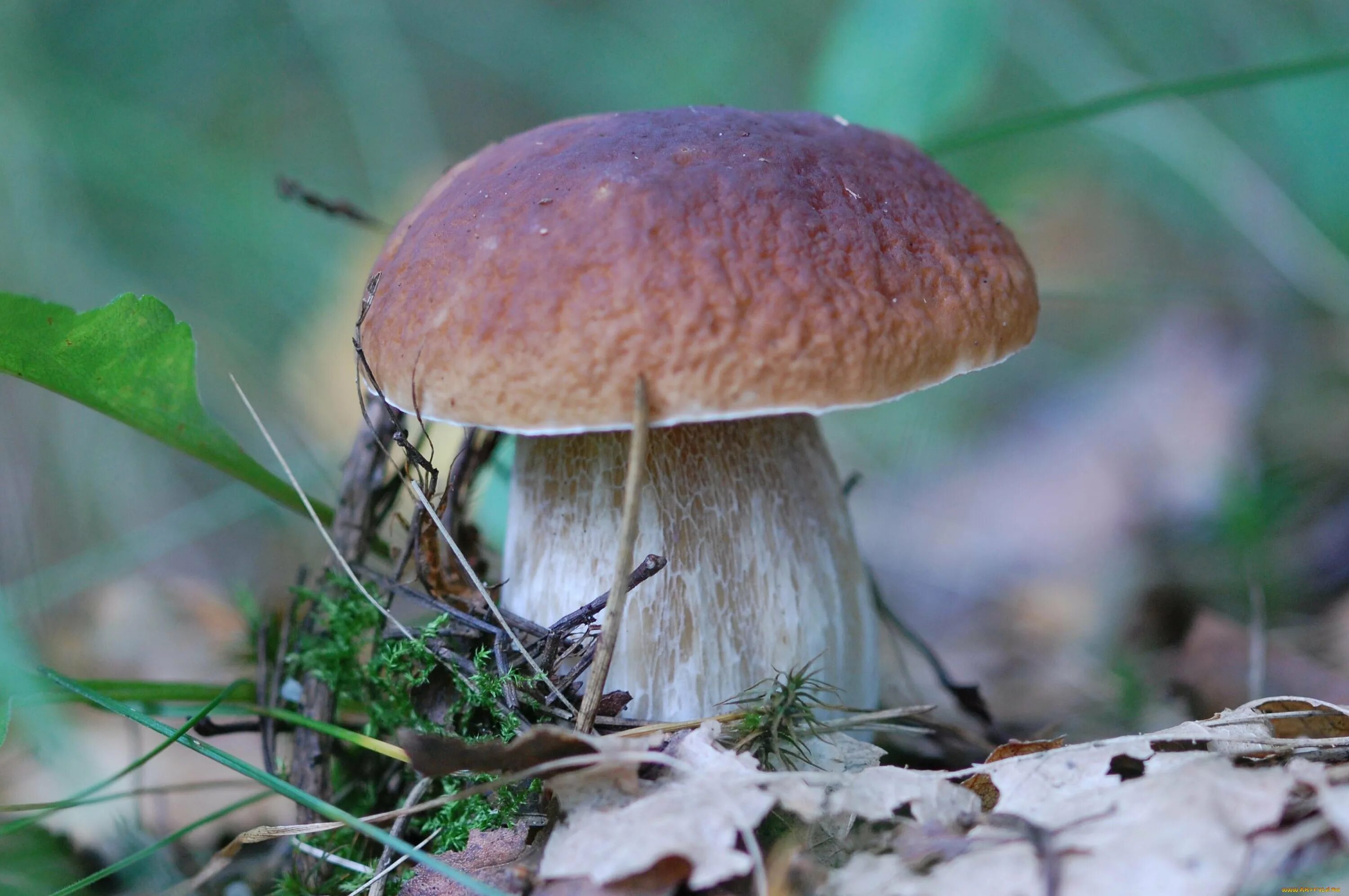 Белый гиб. Ложный Боровик белый гриб. Boletus edulis – белый гриб. Боровик - белый гриб Боровик. Белый гриб Боровик фото.