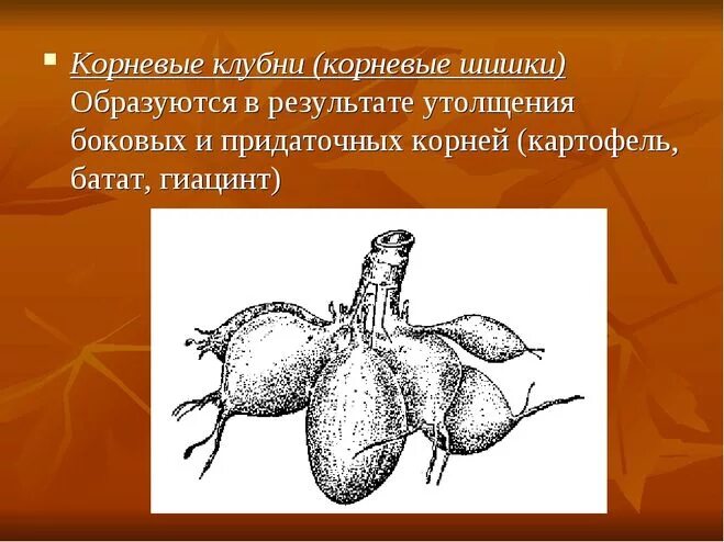 Функции корневых шишек