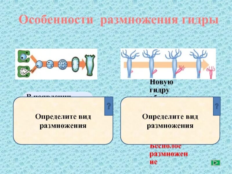 Определите тип размножения. Особенности процесса размножения. особенности размножения гидры. определить вид размножения. различают типы размножения.