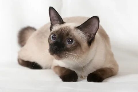 Котята тайской породы