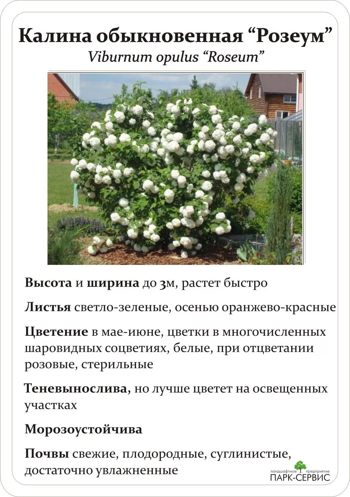 Декоративная калина - сорта, обрезка и уход