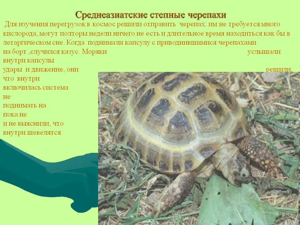 Черепаха 3 класс. Проект среднеазиатская сухопутная черепаха. среднеазиатская черепаха позвоночная?. степная черепаха описание. сведения о черепахе.