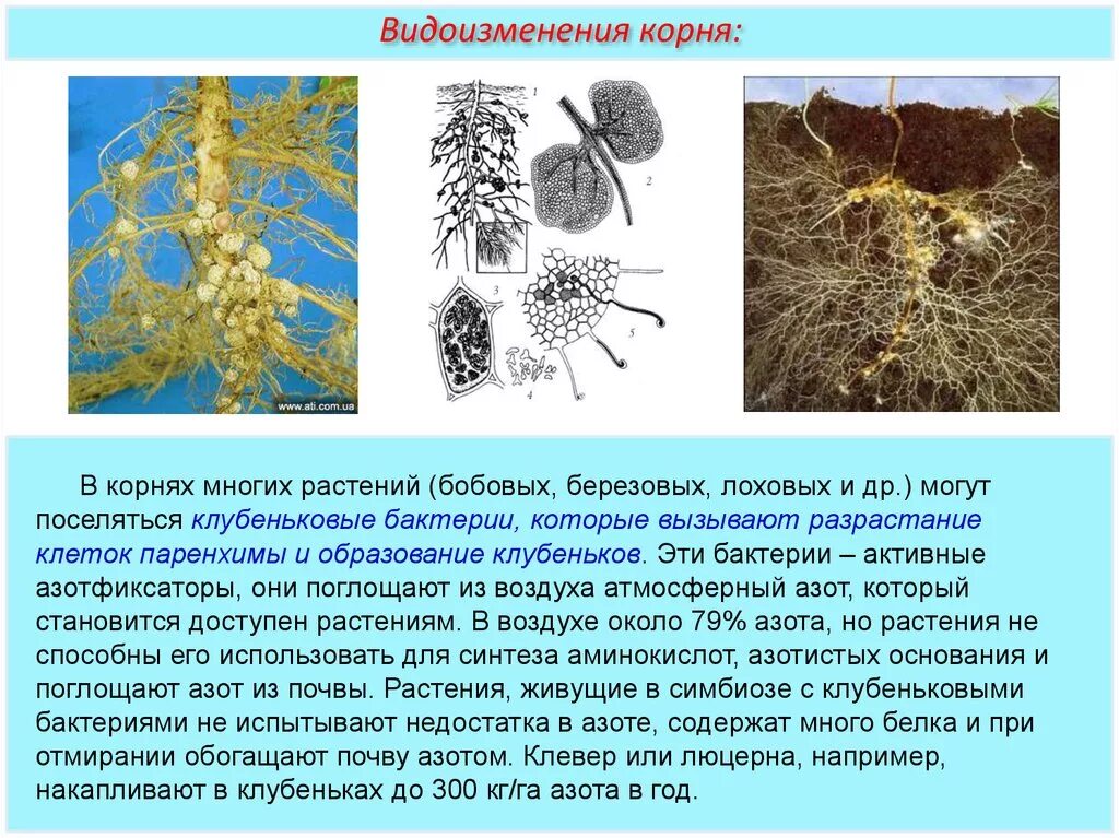 Клубеньковые растения на корнях бобовых растений. Бактериальные клубеньки на корнях бобовых. Азотфиксирующие клубеньки. Бактериальные клубеньки строение. Корн кулбенкиу бобовых.