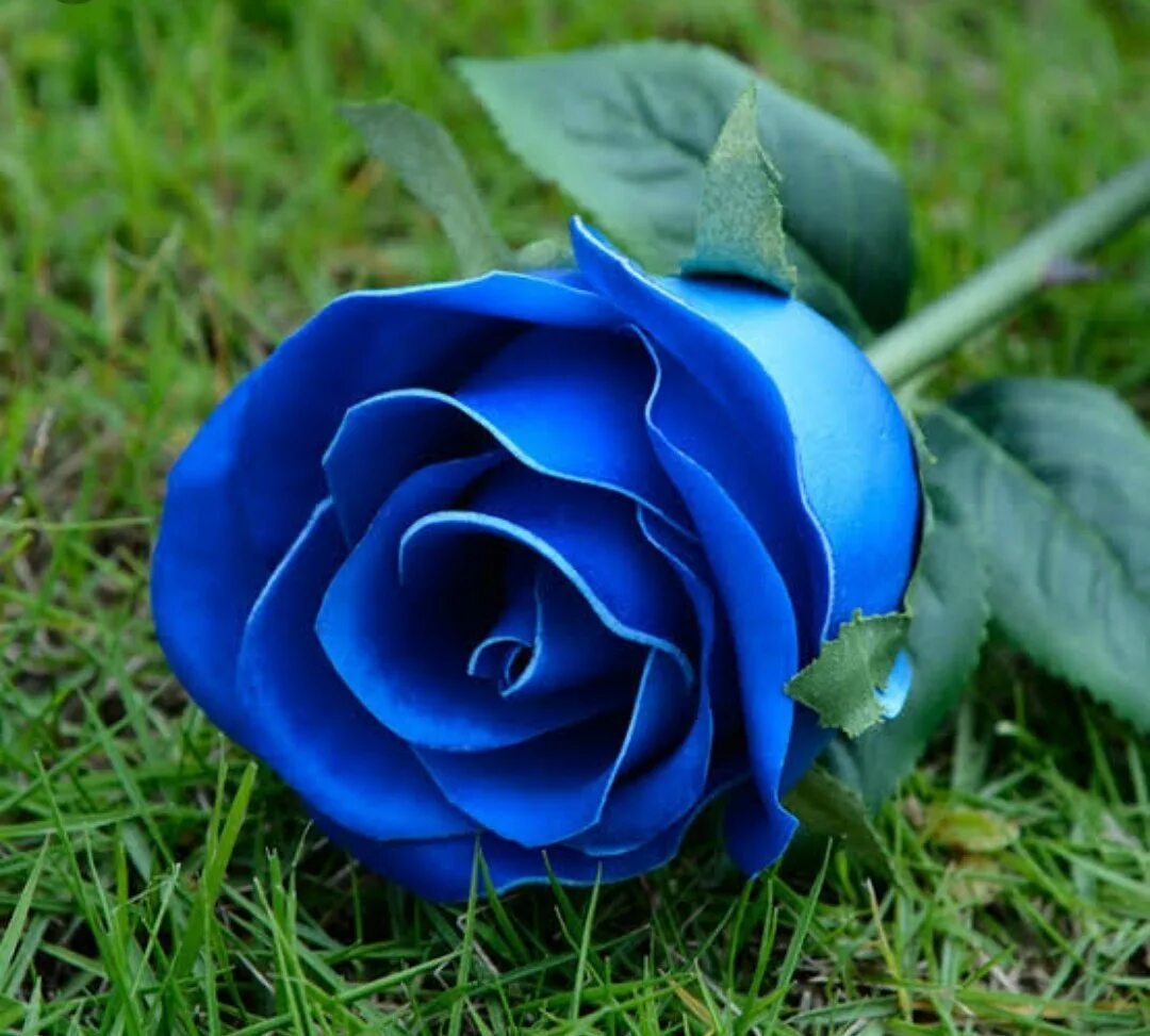 Фотография синего цвета. Голубая Перинея роза. Роза индиго. Роза Блю Бажу. Синяя флориоминисцентная роза.