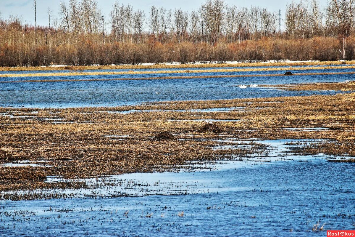 перевязка общей печеночной артерии. строение пищеварения желчный пузырь. проток 4 буквы. схема внутрипеченочных желчных протоков. проток 4 буквы.
