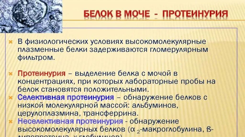 Физиологическая протеинурия. Функциональная протеинурия. Протеинурия причины возникновения. Протеинурия презентация.