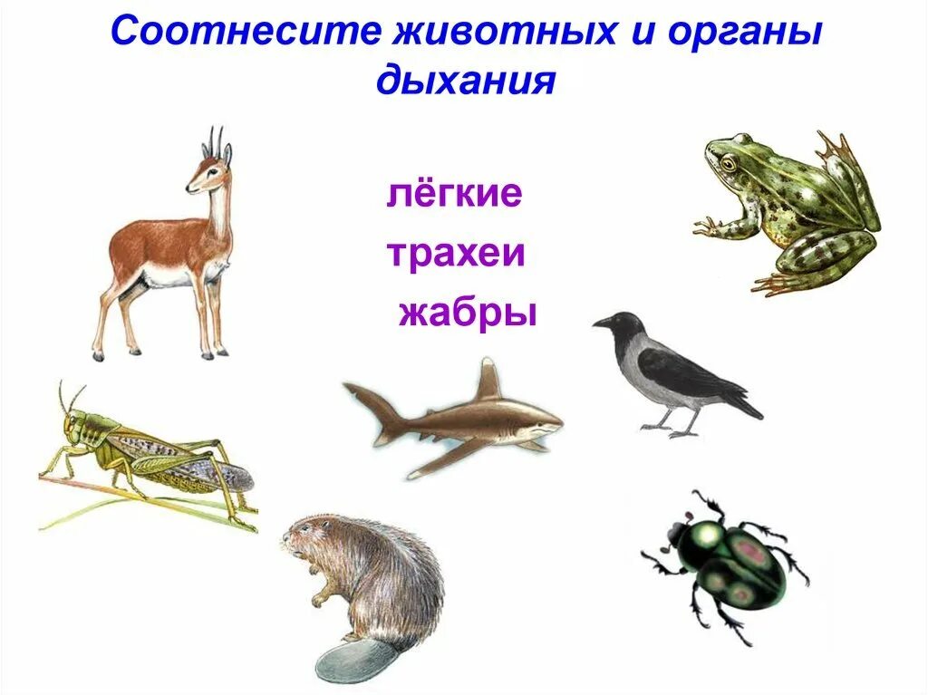 Какие животные дышат с помощью легких. Органы дыхания животных. соотнесите животных и органы дыхания. животные с разными типами дыхания. кто как дышит.