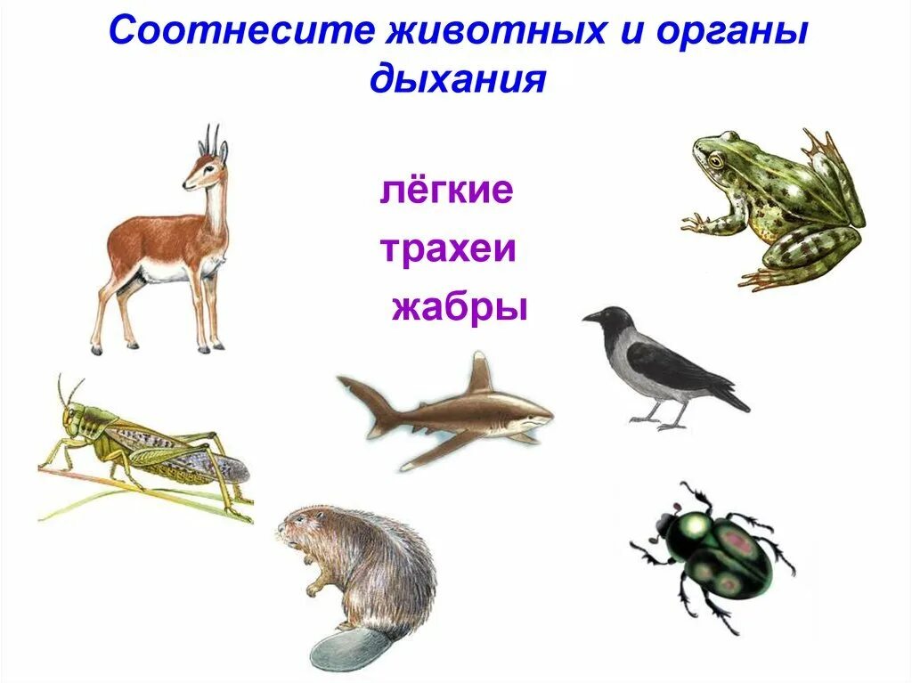 Особенности дыхания зверей. Органы дыхания животных. Соотнесите животных и органы дыхания. Животные с разными типами дыхания. Органы дыхания у разных животных.