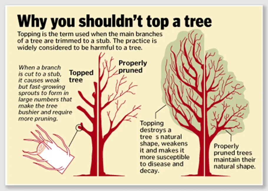 Those are trees