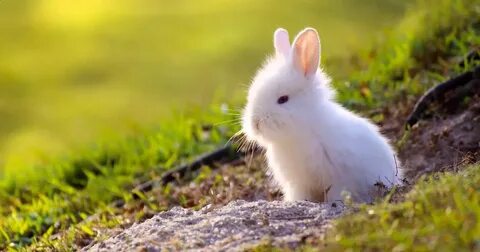 Small rabbit