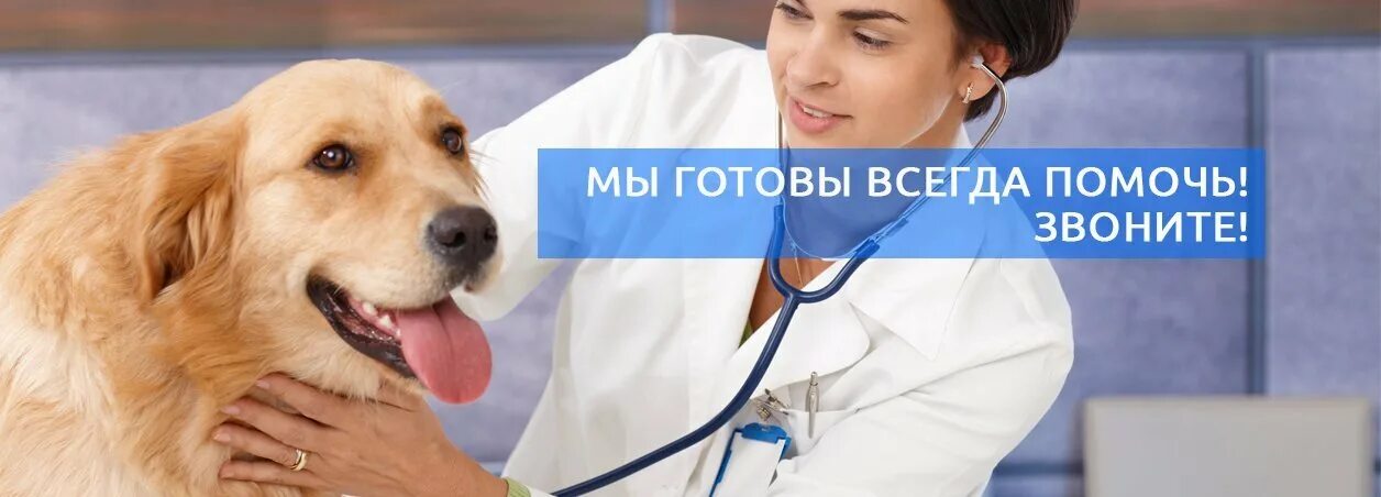 Ветеринарные уколы на дому profvet. Собака у ветеринара укол. Ветеринар и собака инъекции. Ветеринарные уколы на дому profvet. Вакцинация животных.