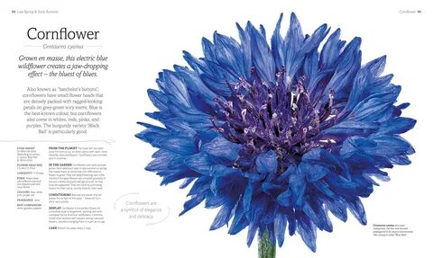 Flowerlanguage обои