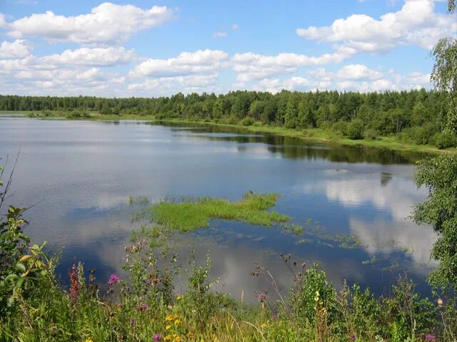 Алтайский край вологодская область. Вологодский край. Новленское Вологодская область. Речка летом в Новленском Вологодской области. Вологодской край Вологодская область Вашкинский район Пиньшино.