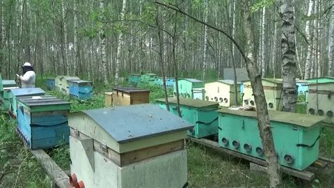 Пчелы владимирская область