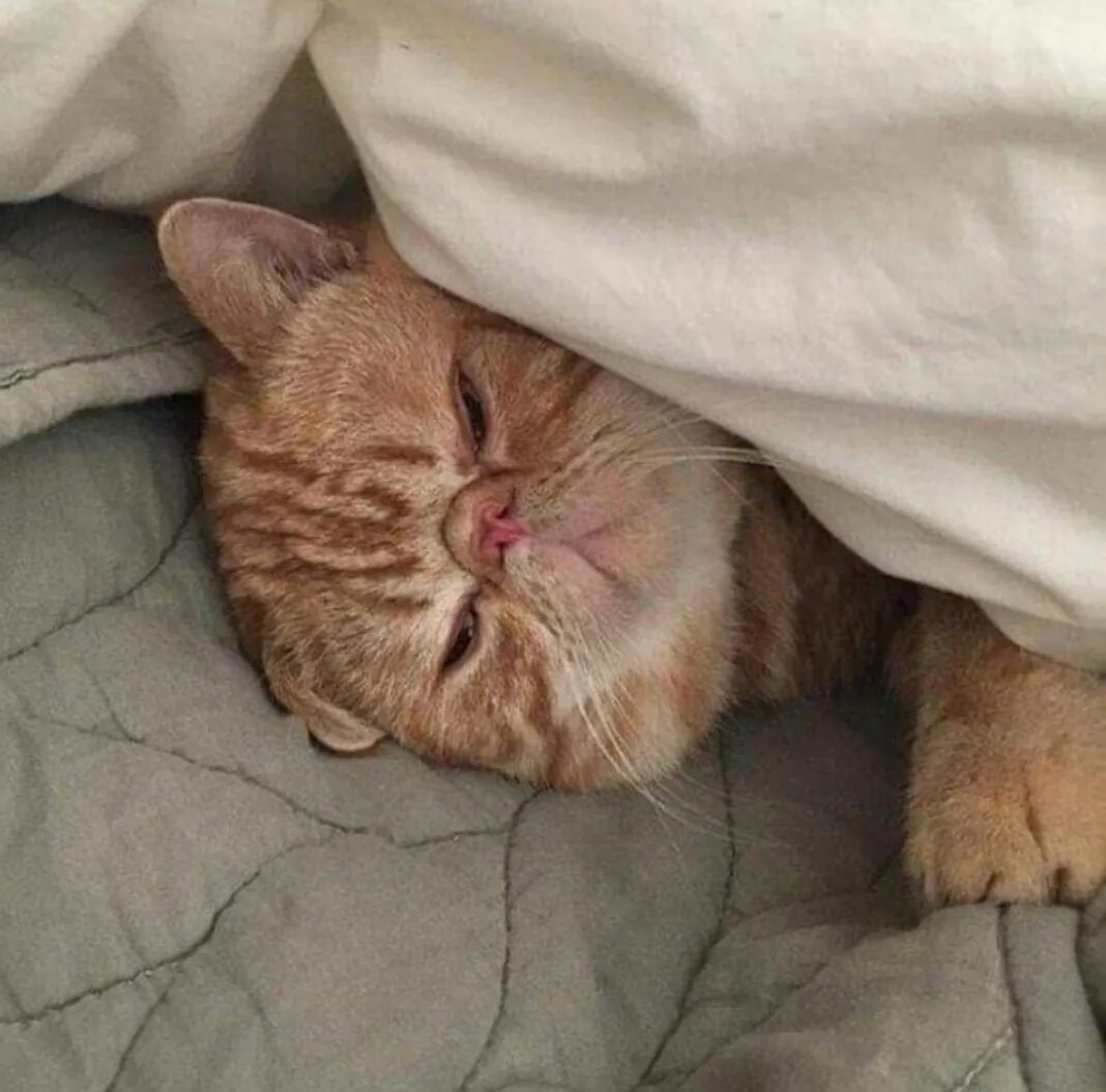 Ели встала утром. Спящий кот. Кот проснулся. Спящие котики. Сонный котик.