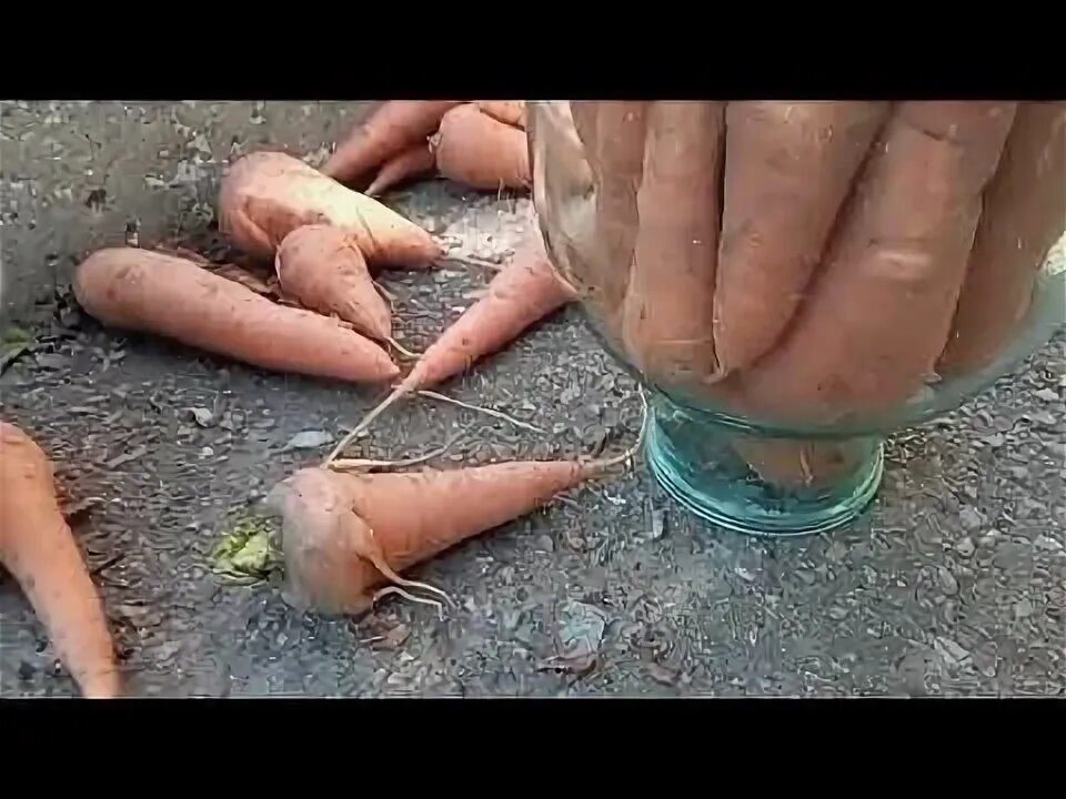 Как убирать морковь. Хранение моркови в погребе. морковь зимой. как хранить морковь на зиму. обрезаем морковь на хранение на зиму с юлией минаевой видео.