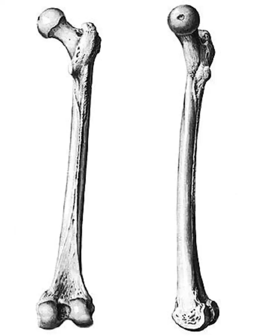 Бедренная кость длинная трубчатая. Бедренная кость человека анатомия скелет. Берцовая плечевая кость. Бедренная кость анатомия строение. Ковид кости