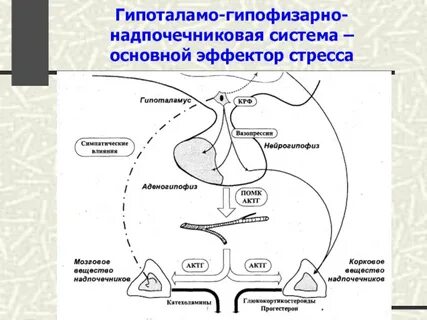 Гипофиз надпочечники