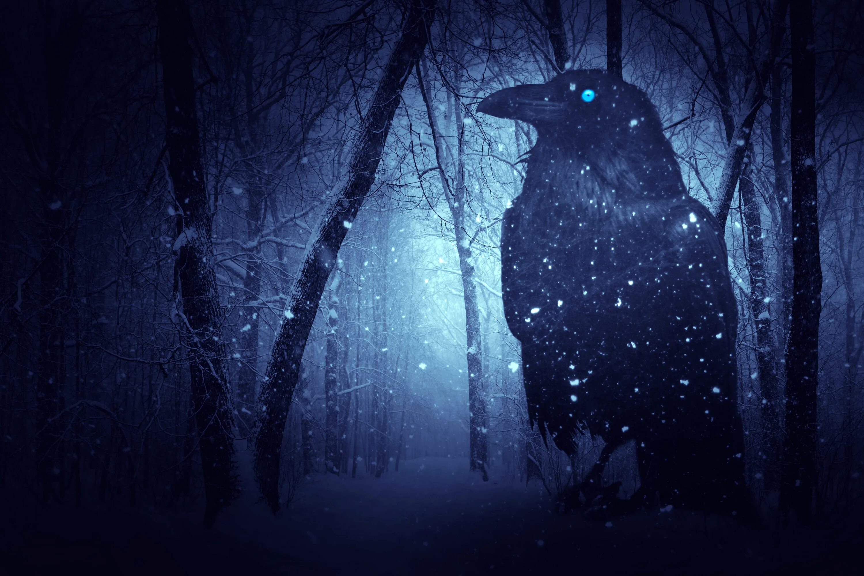 Ворон ночью. Ворона ночью в лесу. Темный лес с воронами. Ночные вороны. Почему вороны каркают ночью