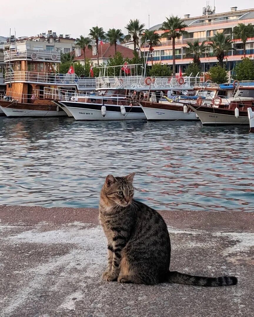 Turkey cats. Коты в Турции. Кот в Стамбуле. Кошки в Стамбуле. Турецкие кошки уличные.