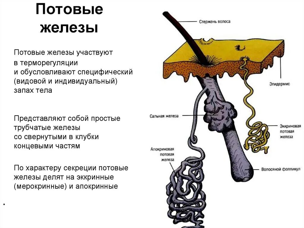 Потовые железы строение и функции. Строение потовых желез анатомия. Апокринные потовые железы строение. Запах железа носу железы