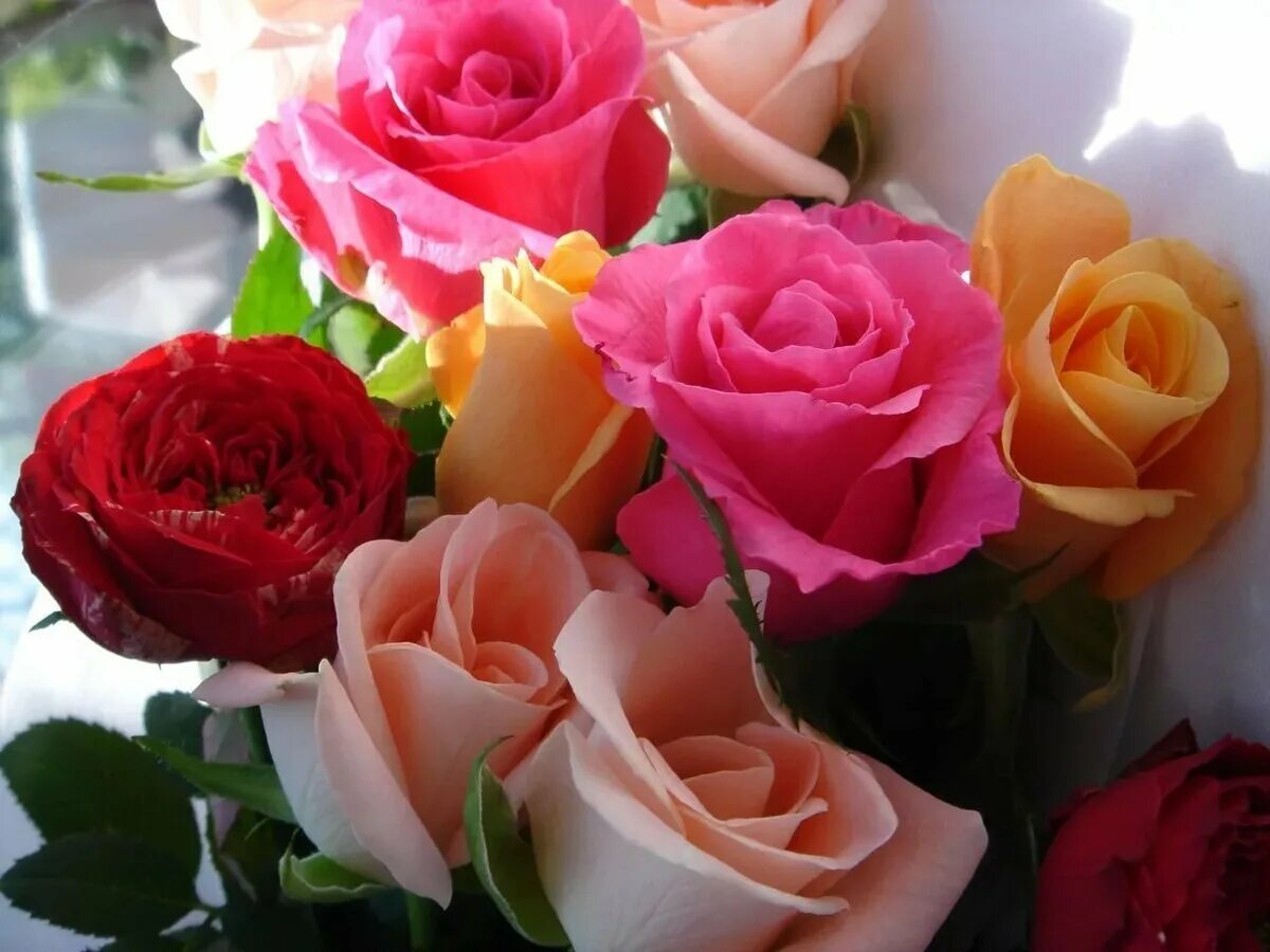 Розочки любимые. Шикарные цветы. Красивый букет. Красивый букет роз. Букет цветов для любимой.