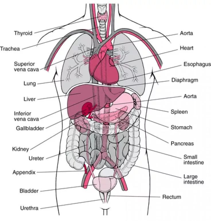 Internal organs. Анатомия внутренних органов. Человеческие органы расположение. Схема строения органов человека. Внутренности человека анатомия.