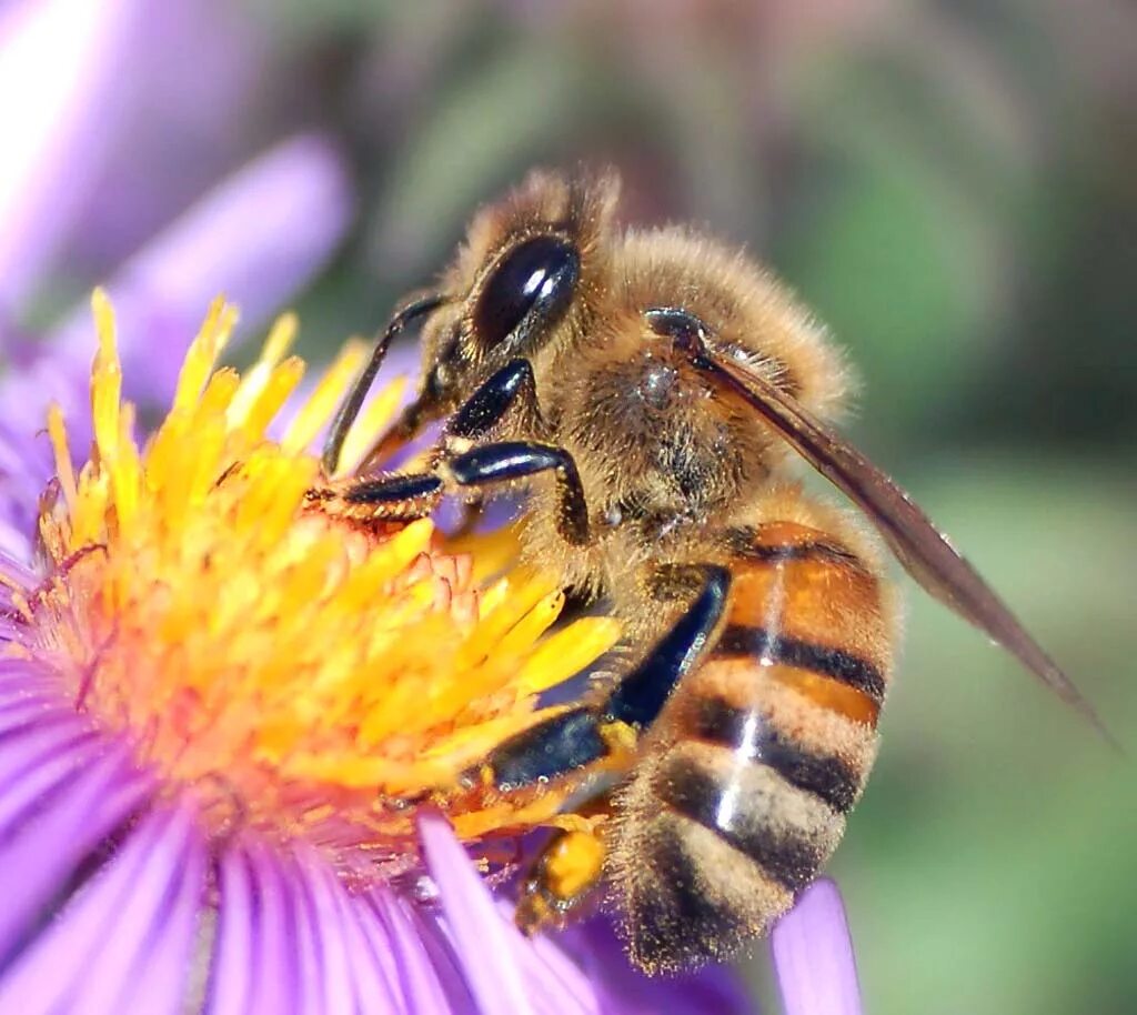 Пчела питается нектаром. Пчела Ханни. Пчела на цветке. Одиночные пчелы. Хоботок пчелы.