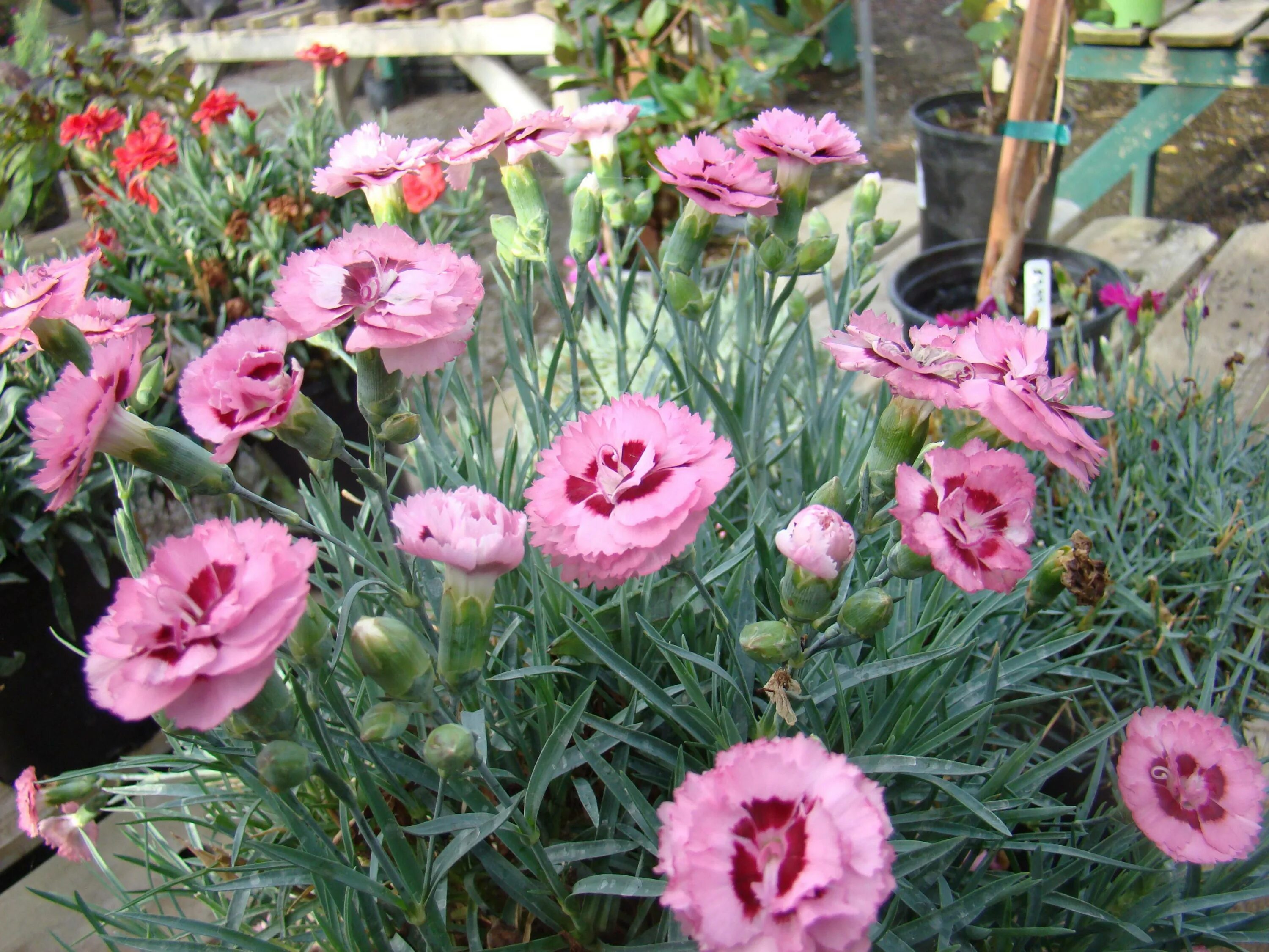 Цветы, которые сеют на рассаду в декабре-январе Flowers, Seedlings, Garden