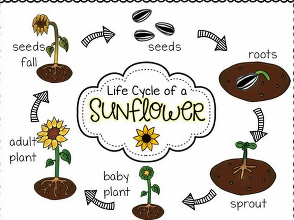 Sunflower Life Cycle. Plants для детей. Plant Life Cycle. Жизненный цикл растений для детей. Plants task