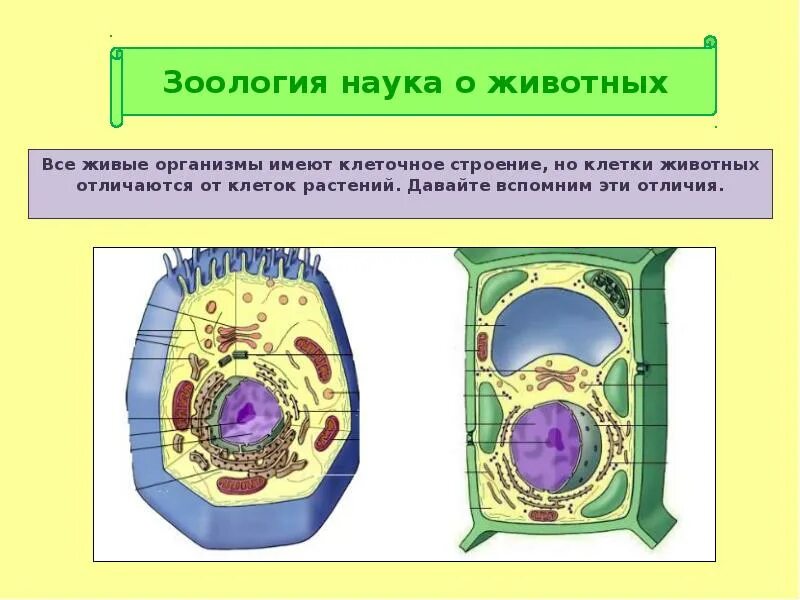 Что собой представляет клетка кратко. Строение клетки. организмы имеющие клеточное строение. клетка растения. живые организмы имеют клеточное строение.