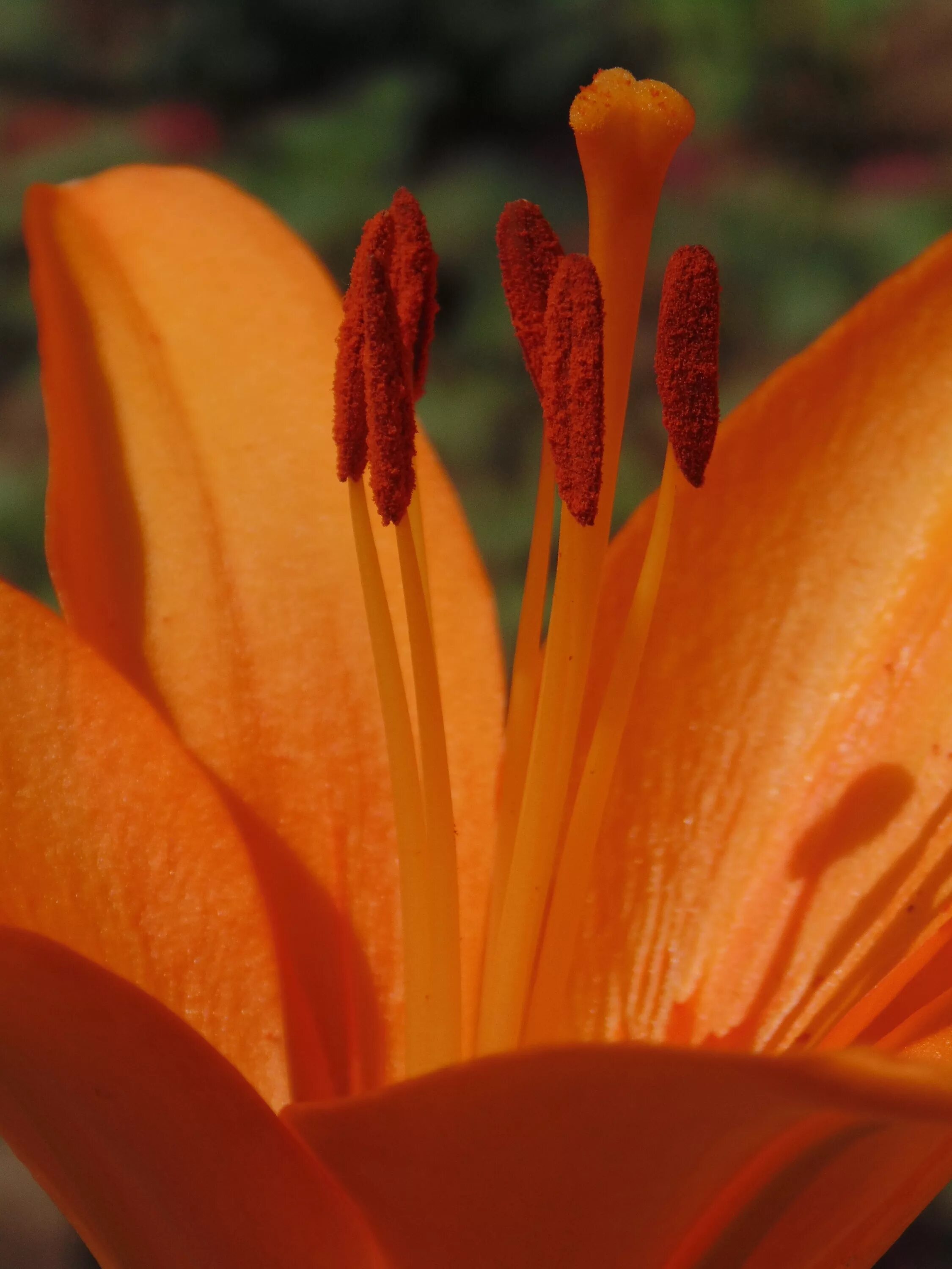 Цветы оранжевого цвета названия и фото. Оранжевая Лилия " Еллоу. Листья Лилейные, цветок оранжевый. Лепесток оранжевой лилии лилии. Оранжевый цвет.