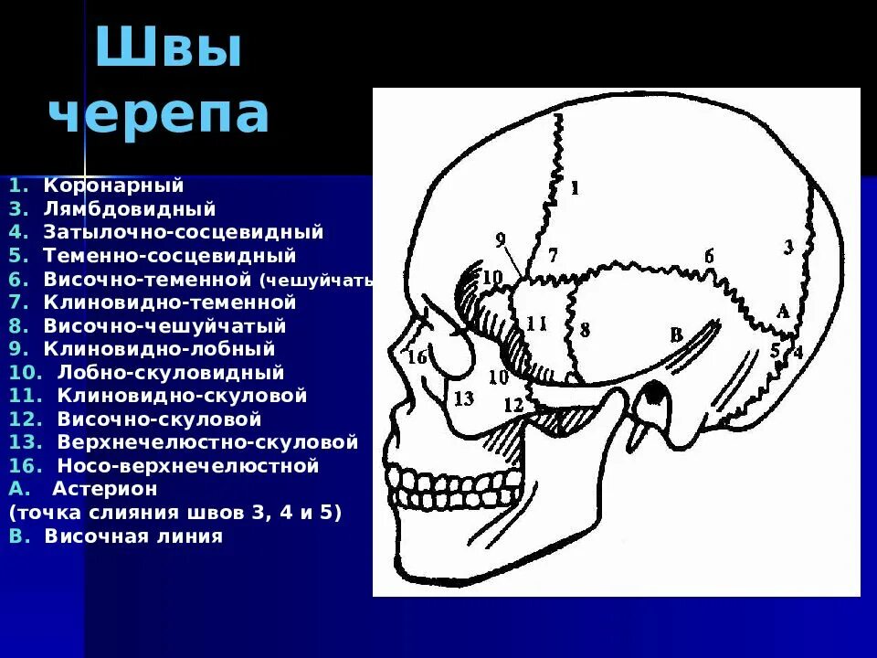 Скуловая и теменные кости. Швы черепа анатомия рентген. Кости и швы черепа анатомия. Ламбдовидный шов затылочной. Костные швы черепа анатомия.