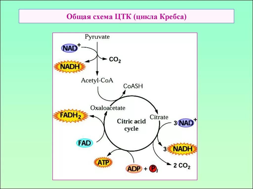 Цикл кребса сколько атф. Цикл трикарбоновых кислот схема. Цикл Кребса этапы биохимия. Ацетил КОА цикл Кребса. Цикл трикарбоновых кислот Кребса биохимия.