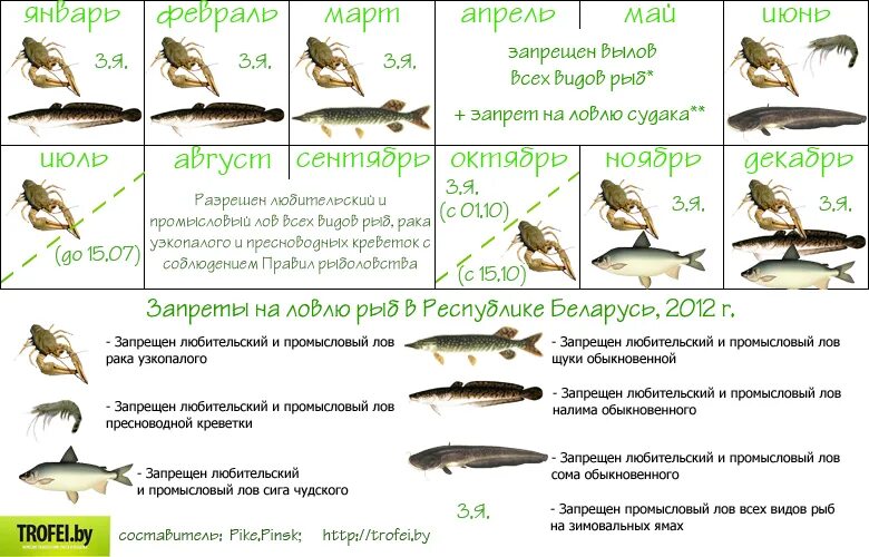 Весенний запрет на щуку. Ограничение на ловлю рыбы. Запрет на рыбную ловлю. Запрещённые виды ловли рыбы. Курую рыбу запрещено ловить.