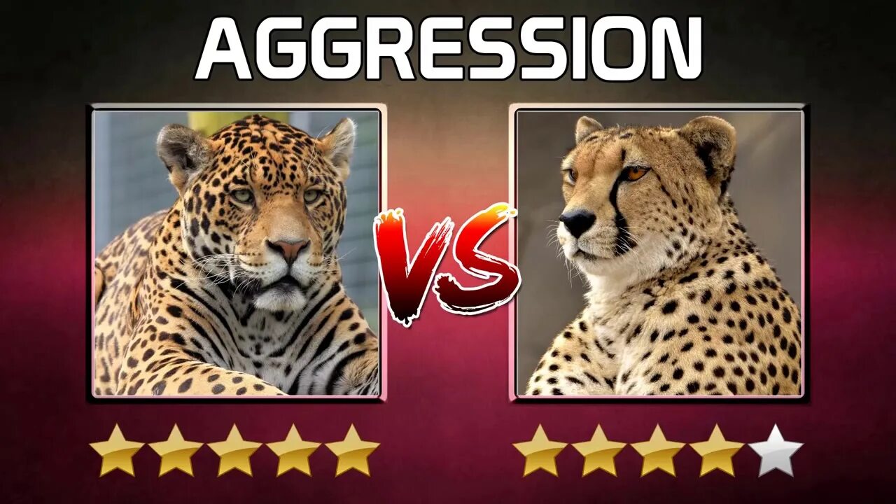 Cheaters cheetah читы