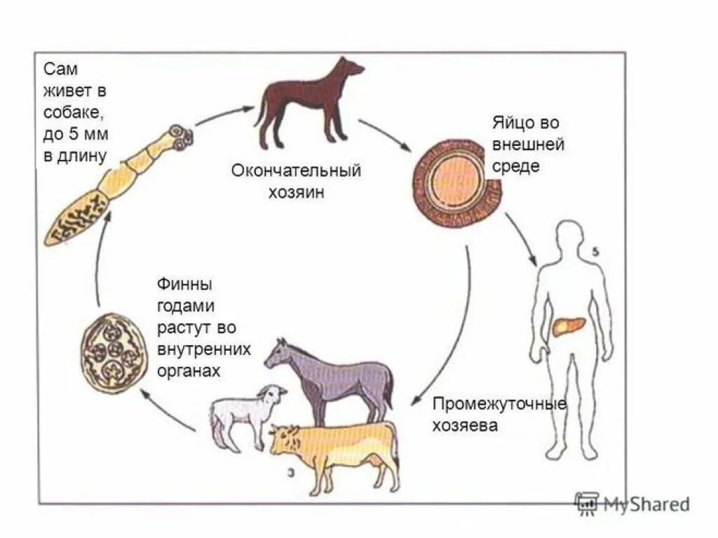 Промежуточный и основной хозяин человек. Цикл развития эхинококка. Цикл развития эхинококка схема. Цикл эхинококка промежуточный и окончательный хозяин. Цикл развития эхинококка Echinococcus granulosus.