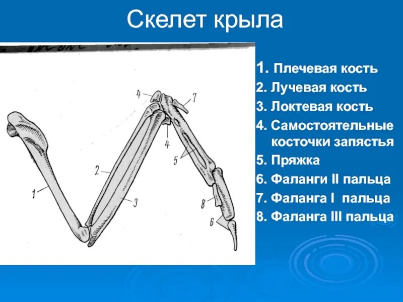 В скелете птиц произошло срастание многих костей. Строение крыла птицы кости. скелет передней конечности птиц. строение передней конечности птицы. строение верхней конечности птицы.