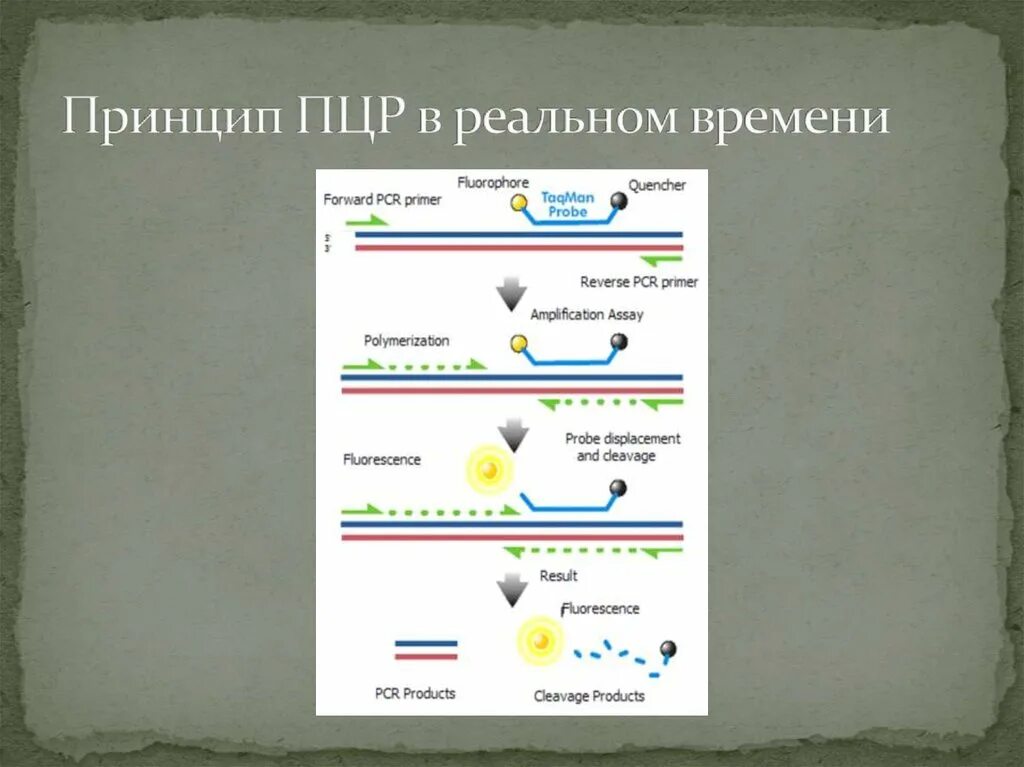 Метод полимеразной цепной реакции в реальном времени. Принцип пцр в реальном времени. пцр в режиме реального времени taqman. пцр в режиме реального времени принцип. принцип пцр и пцр в реальном времени.