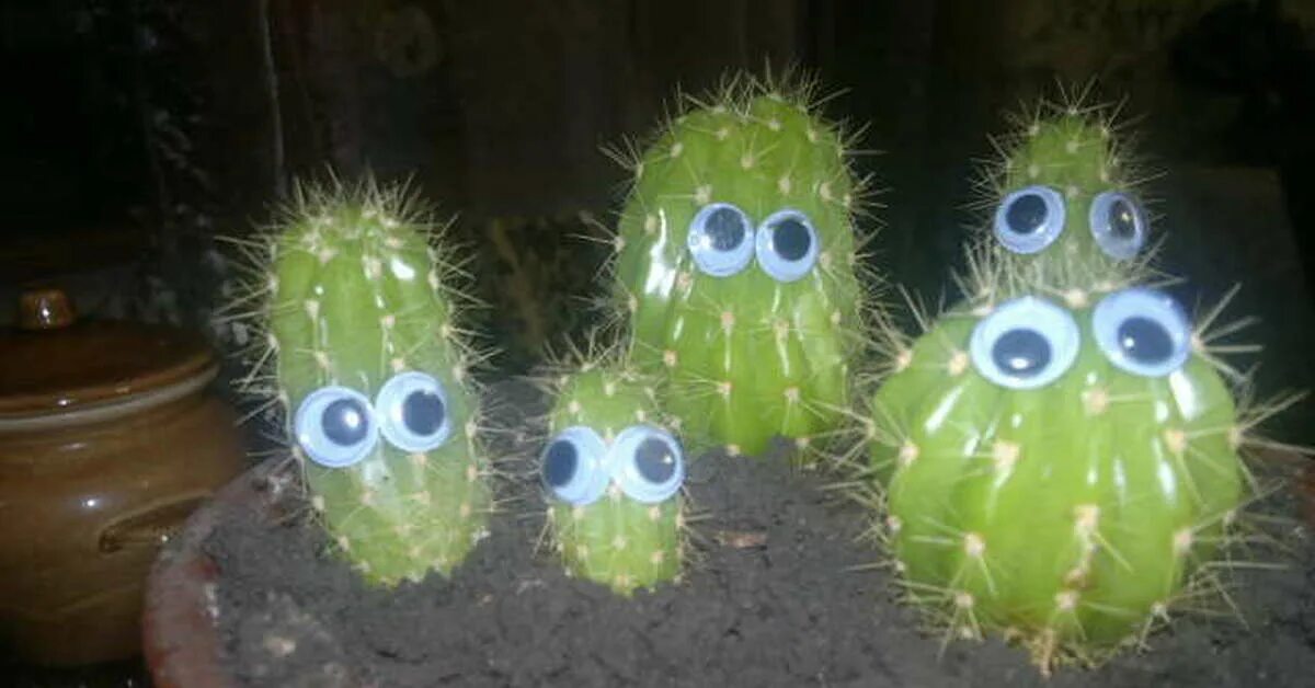 Смешной кактус. Кактусы с глазками уфа. Интересные кактусы. Кактусы забавная смесь. Прикольные горшки для кактусов.