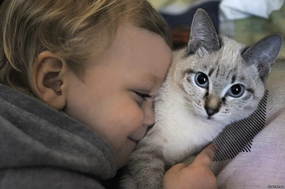 Кот не любит детей. Кошка для детей. Кошка нянька. Кошки защитники детей. Животные с аутизмом.