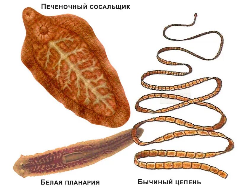 Плоский червь какой тип. Сосальщики и ленточные черви. Плоские черви (сосальщики и ленточные черви). Классы сосальщики и ленточные черви. Паразитические черви печеночный сосальщик.