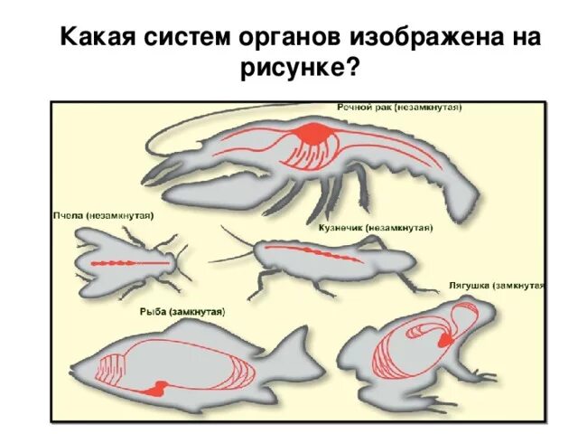 Системы органов животных схема. Эволюция кровеносной системы беспозвоночных таблица. Типы кровеносных систем у животных. Схемы систем органов животных 7 класс.