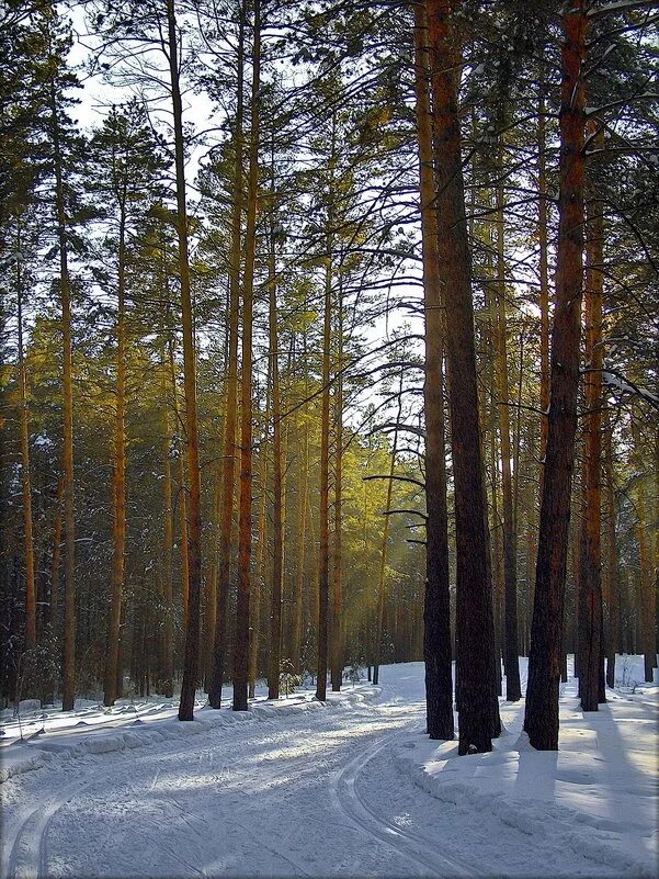 сосновый бор барнаул. сосновый бор барнаул. сосновый бор санаторий зудилово. сосновый лес в барнауле. санаторий сосновый бор барнаул.