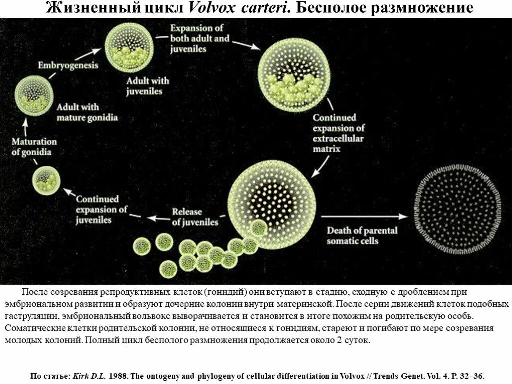 Volvox жизненный цикл. Схема цикла развития вольвокса. Жизненный цикл вольвокса схема. Бесполое размножение вольвокса схема.