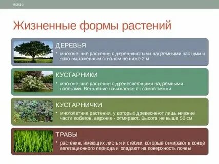 Преобладающая форма растений