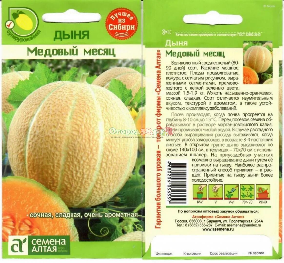 Дыня медовый месяц. Дыня сибирская медовая f1 (уд). дыня сорт медок. дыня медовый месяц семена алтая. семена дыни для сибири.