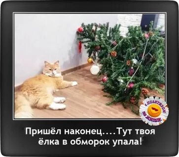 К нам пришла сегодня елка