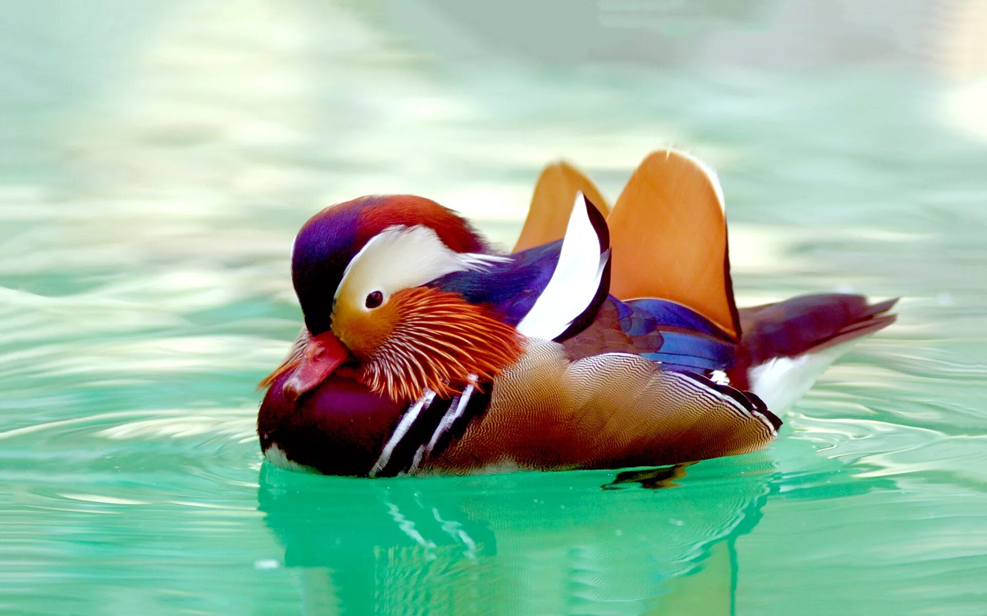 Duck duck images