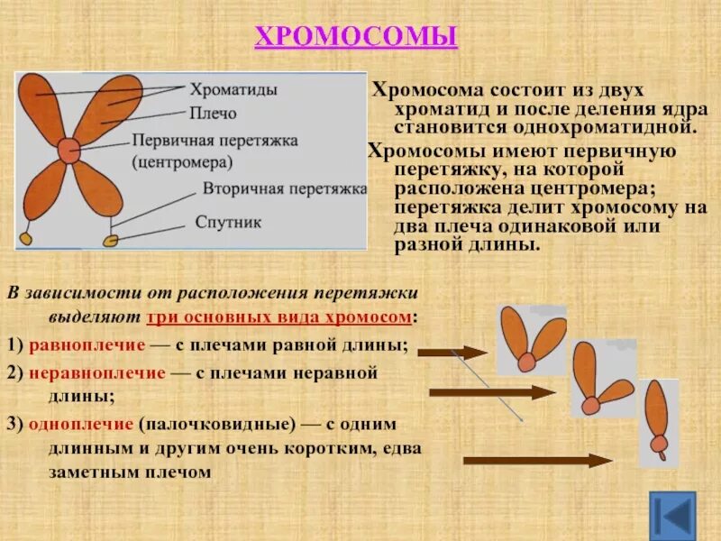 Каждая хроматида состоит из. Строение хромосомы. Каждая хроматида состоит из. Хромосома это кратко. Хромосомы состоят из двух хроматид.